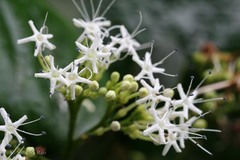 Clerodendrum colebrookeanum